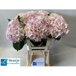 Hydrangea mag emerald