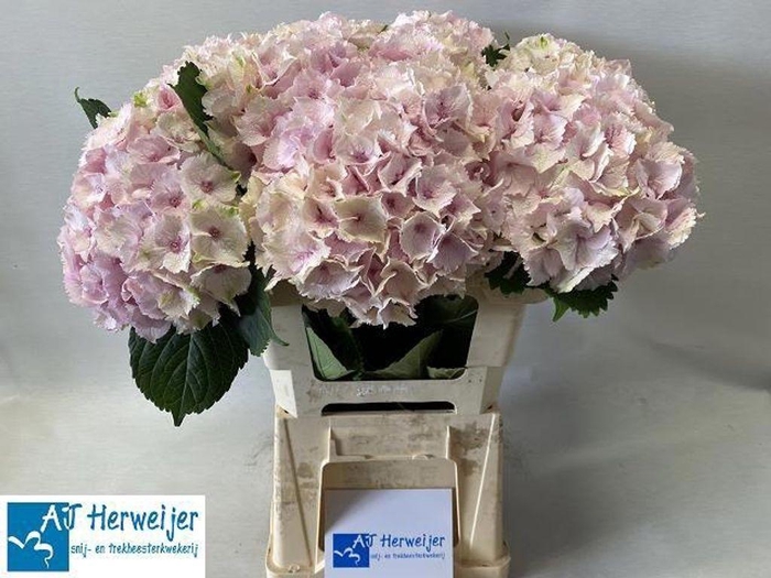 <h4>Hydrangea mag emerald</h4>