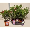 arr8 Neri Oleander White & Banana