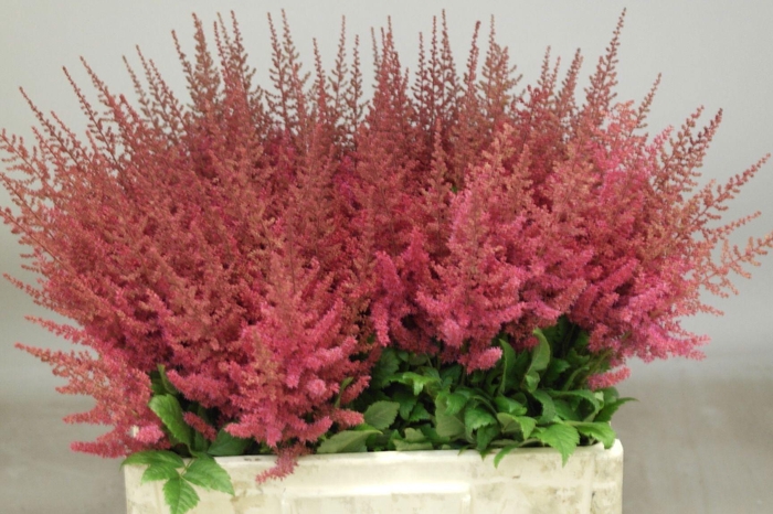 Astilbe Else Schluck