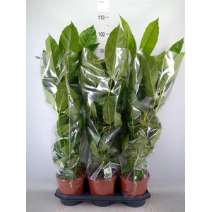 Schefflera actin. 'Amate'