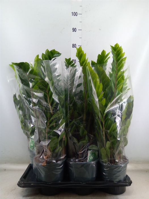 <h4>Zamioculcas zamiifolia</h4>