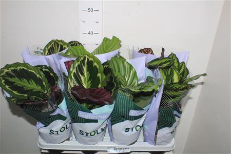 <h4>Calat Gem 4 Srt</h4>