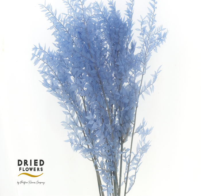 <h4>Dried Bleached Ruscus Lavendel</h4>