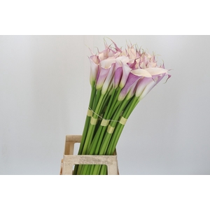 Zantedeschia Eydolls Purple White