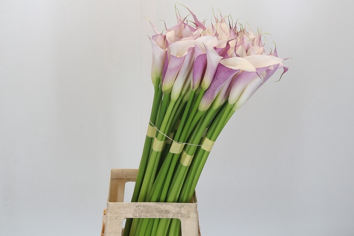 Zantedeschia Eydolls Purple White