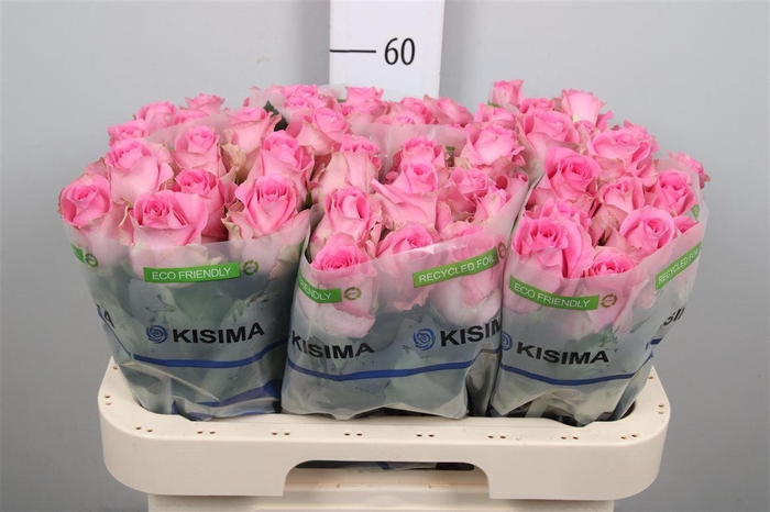 <h4>R Gr Revival</h4>