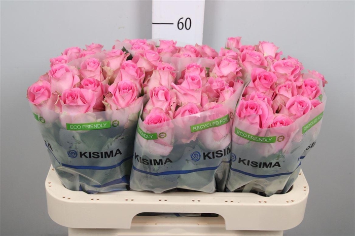 <h4>R Gr Revival</h4>