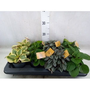 Peperomia   ...mix