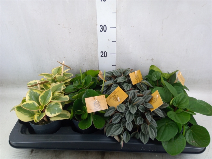 <h4>Peperomia   ...mix</h4>