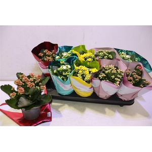 arr8 Kalanchoe Double Deluxe Mix