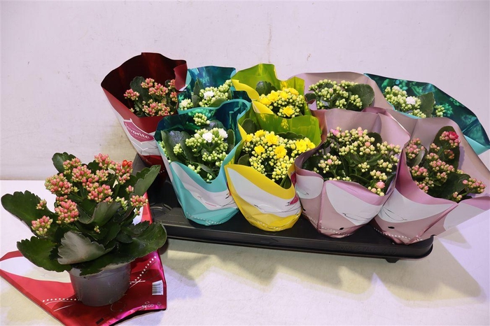 <h4>arr8 Kalanchoe Double Deluxe Mix</h4>