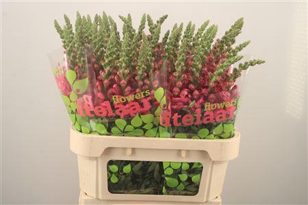 <h4>Antirrhinum Nl. Dark Pink Cool</h4>