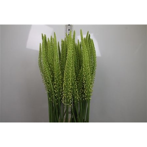 Eremurus Alaska