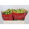 Hypericum Smiley Romance