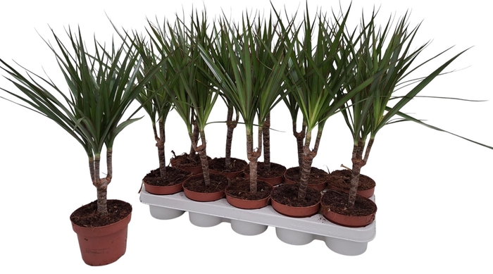 <h4>DRA MARGINATA</h4>