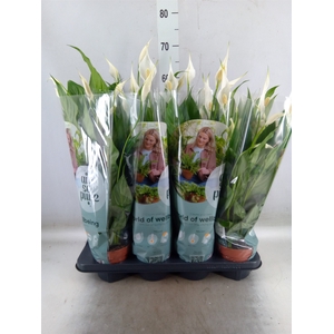 Spathiphyllum  'Sweet Chico'