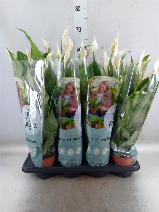 <h4>Spathiphyllum  'Sweet Chico'</h4>