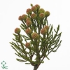 NEBELIA FRAGARIOIDES VERF LIGHTPINK