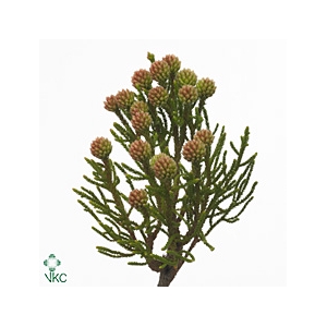 Kaaps Groen Brunia Fraga (Clusterstar Raspberry)
