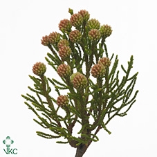<h4>BRUN FRAGARIOIDES</h4>