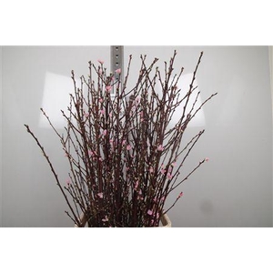Prunus Pink