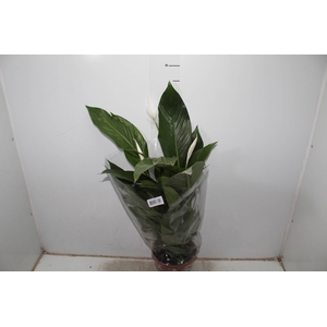 SPATHIPHYLLUM COMPACTO P19 COM FLOR