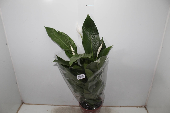 SPATHIPHYLLUM COMPACTO P19 COM FLOR