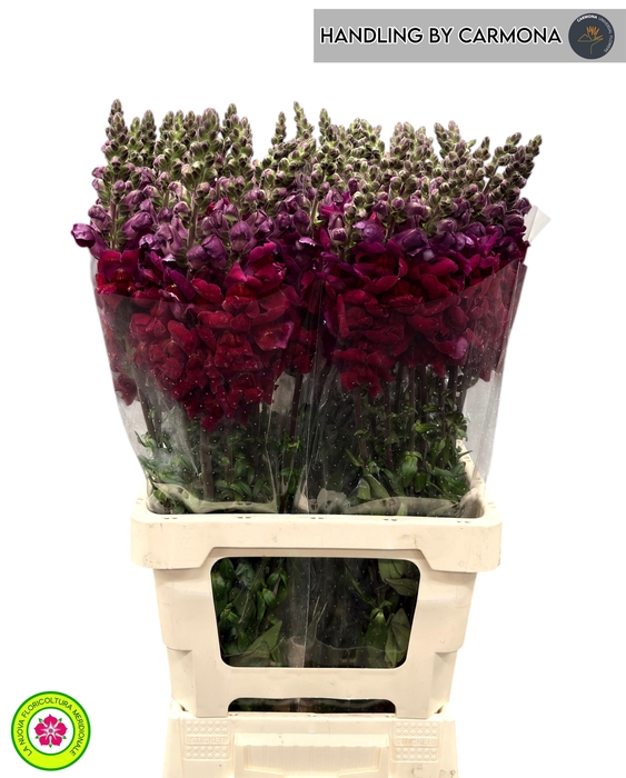 <h4>ANTIR POTO RED</h4>