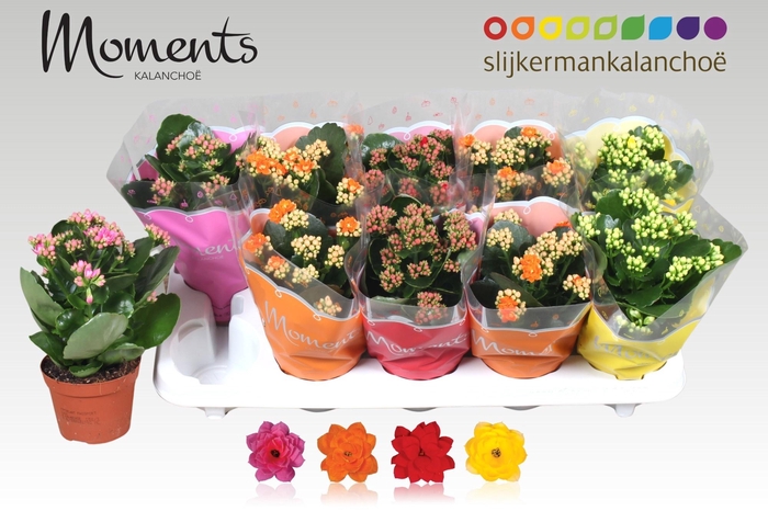 <h4>KAL GE GEM 4 KL</h4>