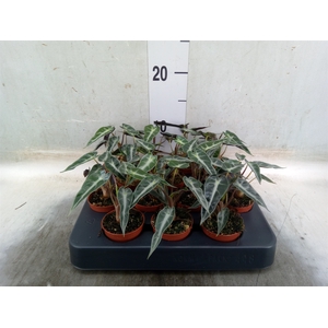 Alocasia amazonica
