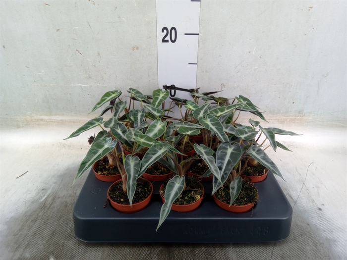 <h4>Alocasia amazonica</h4>