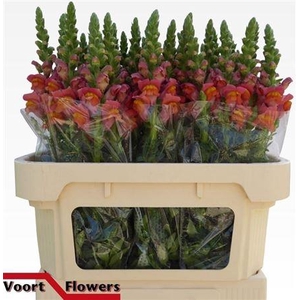 Antir Antibes Orange