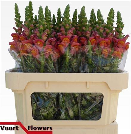 <h4>Antir Antibes Orange</h4>