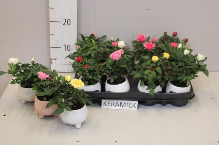 <h4>RO KORDANA GEM 4 SRT</h4>