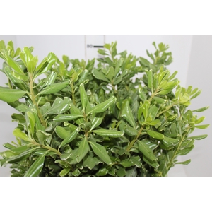 PITOSPORUM VARIEGATA MACO