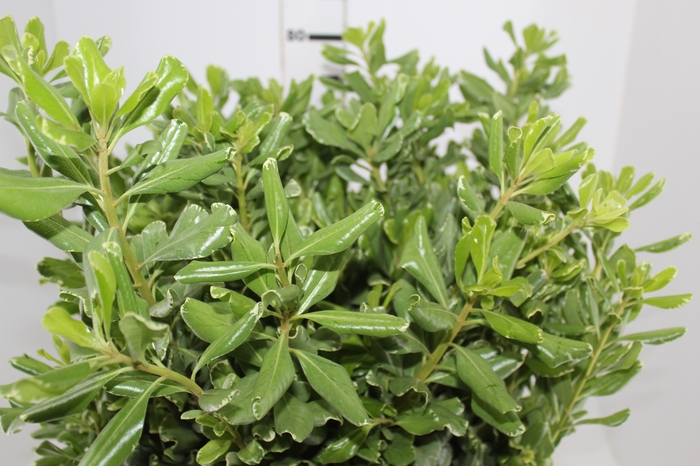 <h4>PITOSPORUM VARIEGATA MACO</h4>
