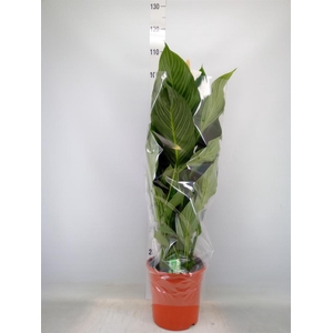 Spathiphyllum 'Sweet Silvana'