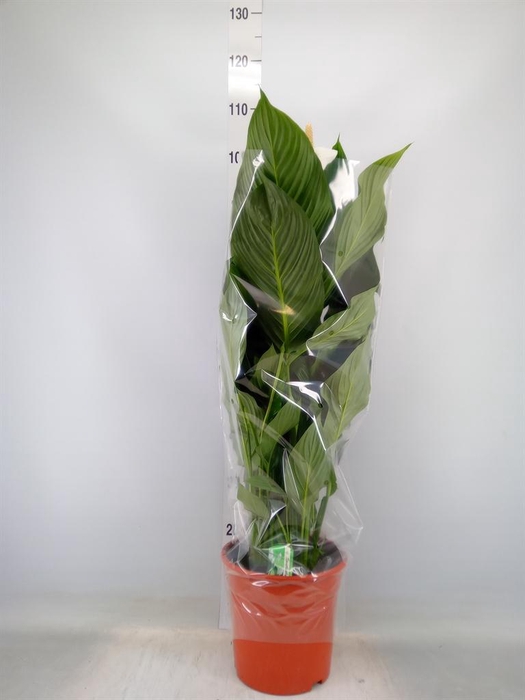 <h4>Spathiphyllum  'Sweet Silvana'</h4>