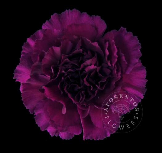 <h4>Di St Purple Damascus</h4>