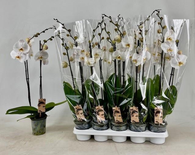 <h4>PHAL OV WIT</h4>