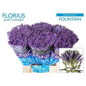 Veronica Smart Fountain Blue