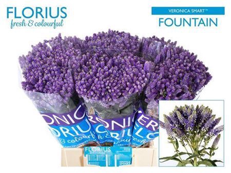 <h4>Veronica Smart Fountain Blue</h4>