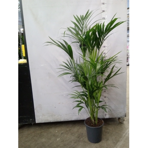 Howea forsteriana