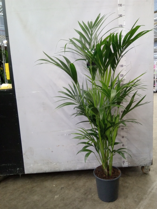 <h4>Howea forsteriana</h4>