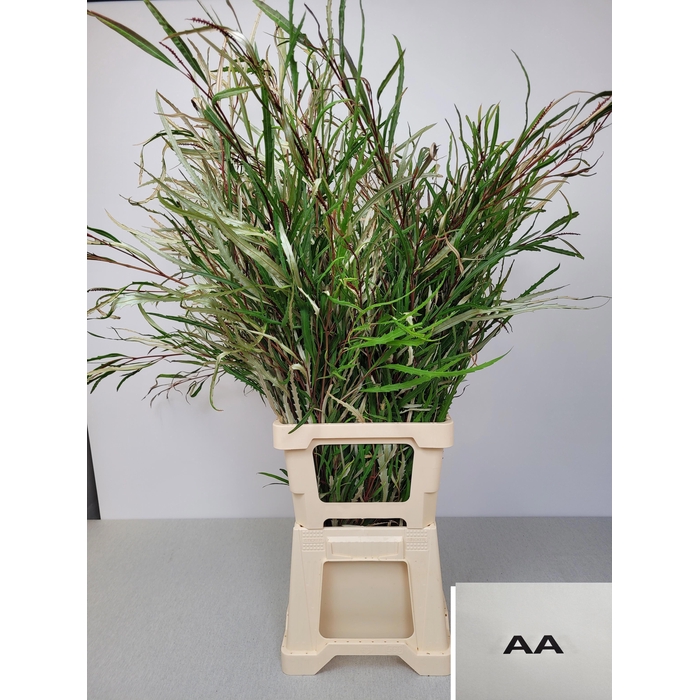 <h4>EUC GREVILLEA PB EXTRA</h4>