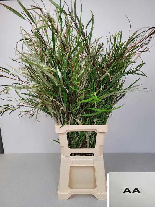 EUC GREVILLEA PB EXTRA