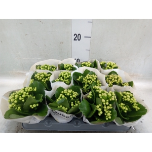 Kalanchoe  'MoreFlow Paris'
