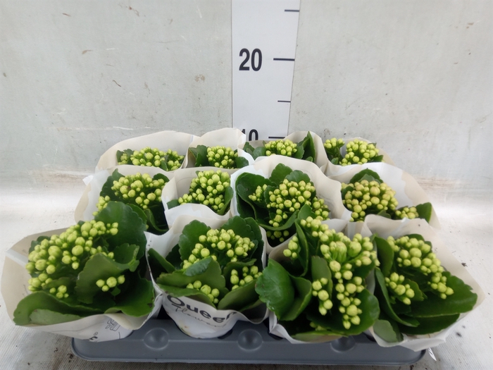 <h4>Kalanchoe  'MoreFlow Paris'</h4>
