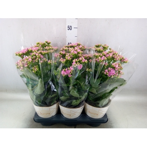 Kalanchoe  'RoseFlow Graceful Pink'